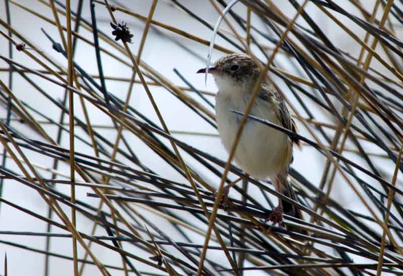 Gray-Backed Cisticola - parque nacional de Etosha - Namibia 2.jpg